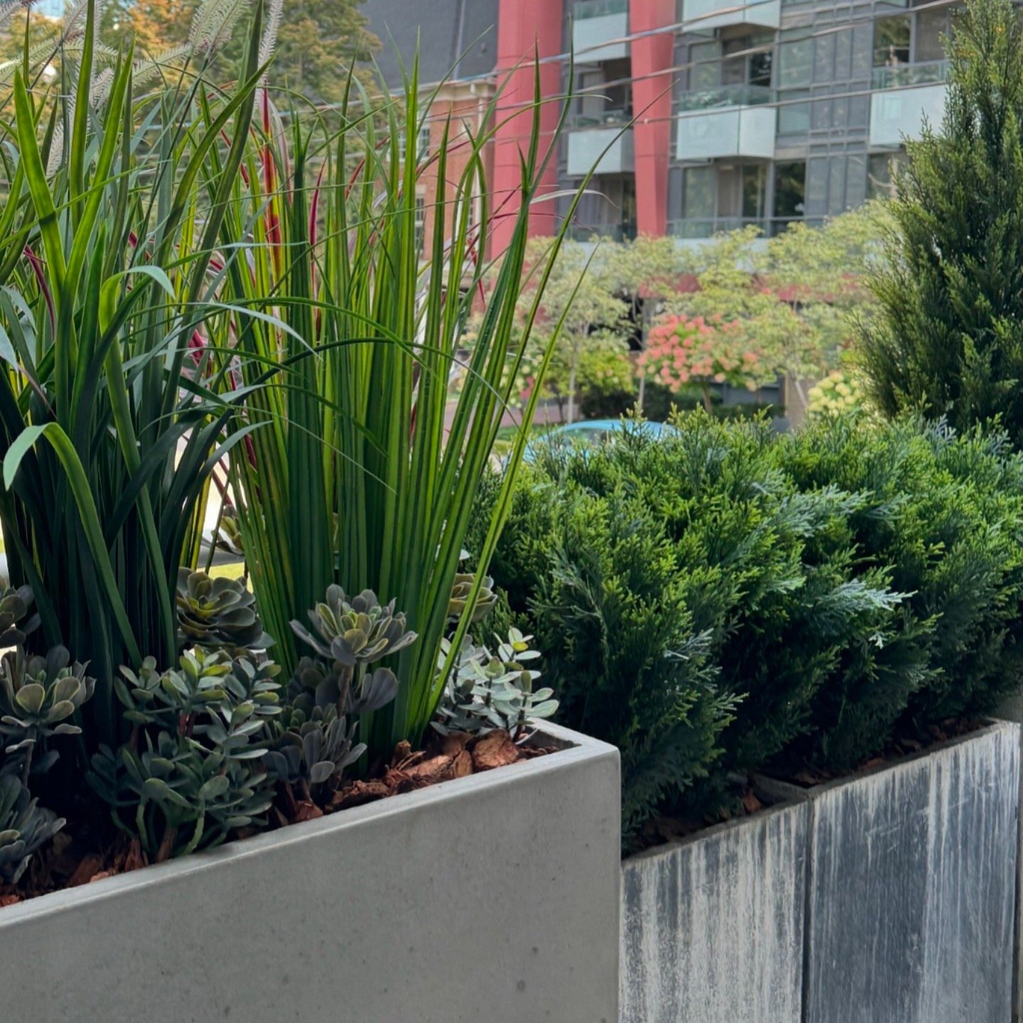 Vetiver Living – outdoor living and garden design in Toronto, ON: storefront decorated with elegant boxwood plant design