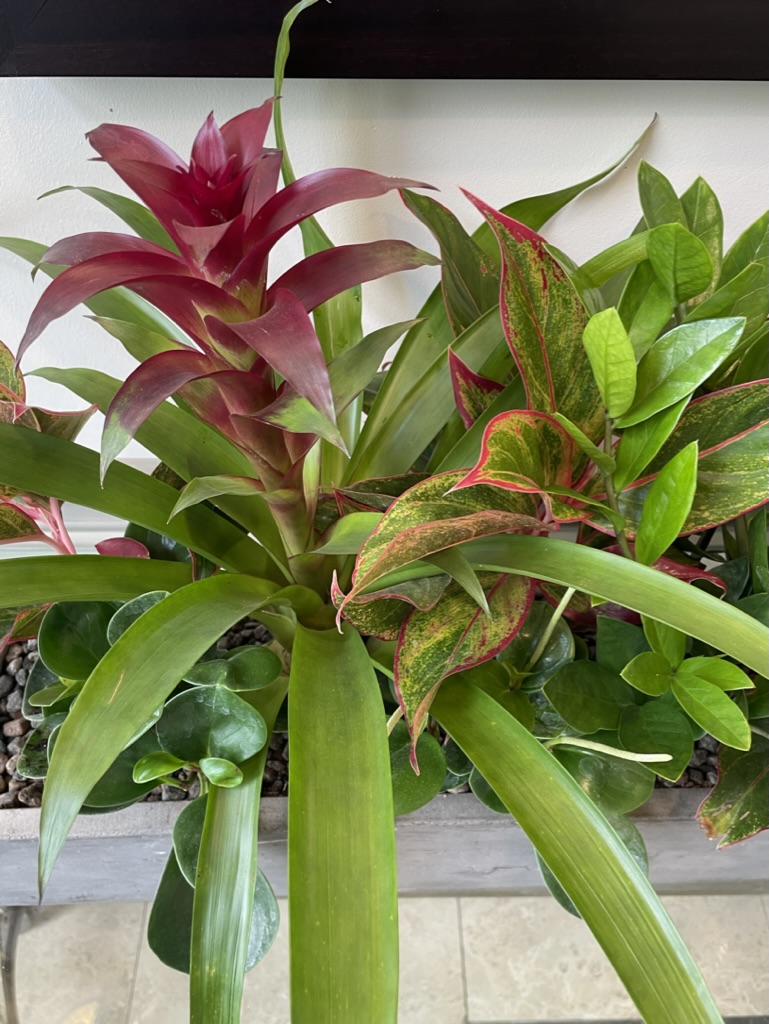 Vetiver Living – indoor living and tropical plant design in Toronto, ON: close-up of a custom indoor tropical plant arrangement