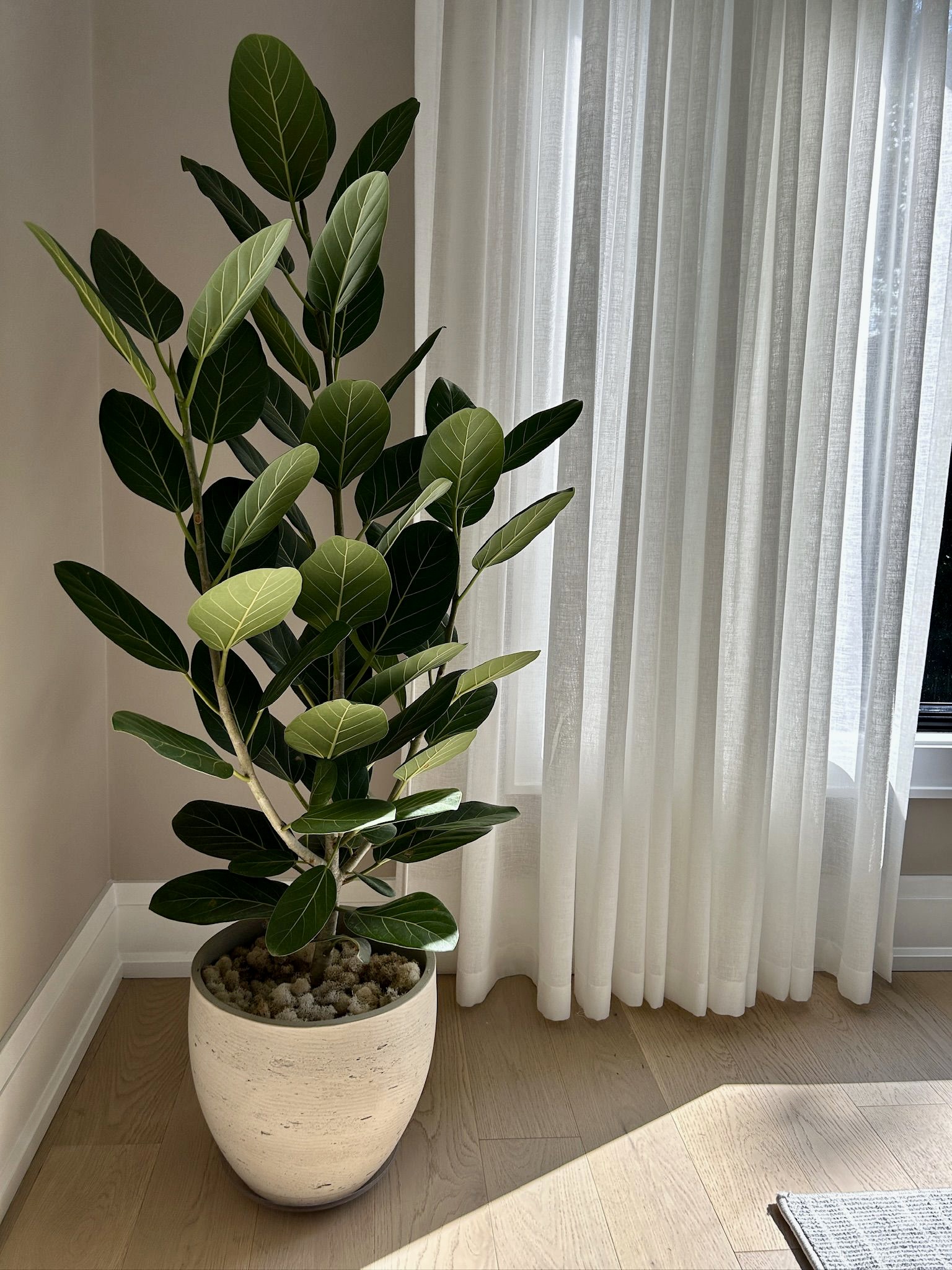 Vetiver Living – indoor living and planter design in Toronto, ON: custom tall indoor plant in decorative planter